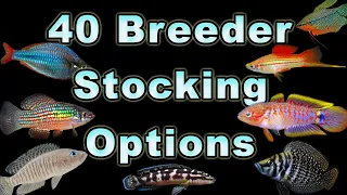 40 Gallon Breeder Aquarium Stocking Options: What Fish Can Be Kept Together?
