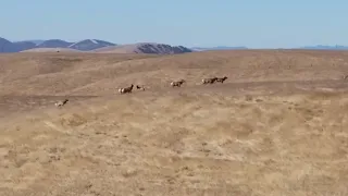 Tule Cow Elk Hunt - Oak Stone Outfitters