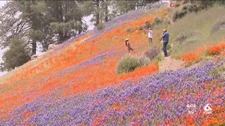 Super bloom bringing large crowds to Figueroa Mountain