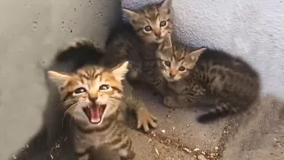 2 weeks old brave kitten protects her brothers from danger -  Rescue Kittens