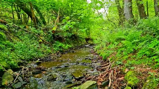 Relaxing and soothing sound of a stream in the forest || The sound of a stream for sleep || Relax