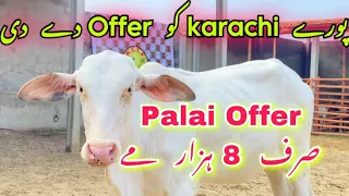 Palai Offer 🔥 Cheapest Palai Offer For Goats And Cattle | Nazimabad Ka Shoqeen | bakra Eid 2024