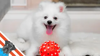 German spitz - How to trim paws