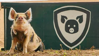 Grand Finals of Pig Racing