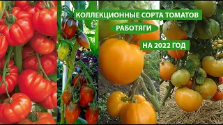 Коллекционные сорта томатов, работяги на 2022 год, есть крупноплодные и урожайные, часть 2