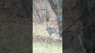 Big buck all rutted up #hunting #viral #huntingseason #viral #deerhunt #deerhunting #wildlife