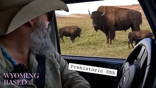 Prehistoric DNA and bison bulls. Bison run through a storm, not away from it.