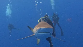 South, Florida Diving. When life gives you lemons you go diving with them.