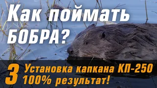 Как поймать бобра в проходной капкан КП-250. Секреты установки. Пойманы 2 бобра.