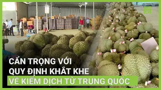 Cơ sở thu mua sầu riêng "mọc như nấm" ở Đắk Lắk | VTC16