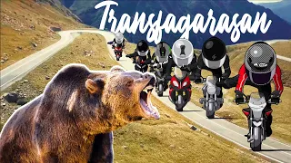 ROMANIA in moto | Un ORSO nella strada più bella del mondo ?! Travel video