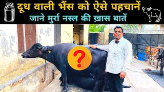 दूध वाली भैंस कैसे पहचानें👍मुर्रा भैंस की असली पहचान👌How to identify Murrah Buffalo Dudharu Bhains