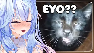 My guy is OUT COLD | Mifuyu Reacts to UNUSUAL MEMES COMPILATON V240