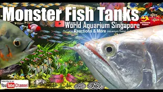 Monster Fish Tanks Big Silver Arowana Biggest Oscar Fish Jaguar cichlids Giant Monsters KK Aquarium