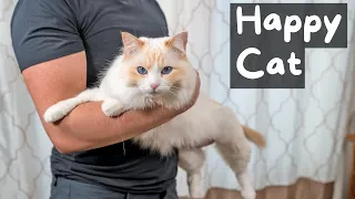 How to Properly Pick Up and Hold a Cat (4 Hold Techniques) | The Cat Butler