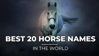 Top 20 Best Horses & Ponies Name  [ Funny & Unique Ideas ]