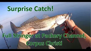 Full Stringer at Packery Channel near Corpus Christi