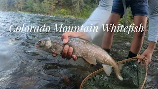 Dry Fly Fishing:  Western Colorado, ‘Killer Stick’ vs The Old Man