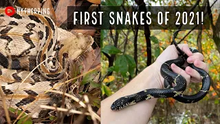 Finding Snakes in January! First Snakes of 2021, Kingsnake, Rattlesnake, and More!