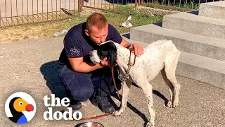 Lonely Dog Was Abandoned At A School | The Dodo