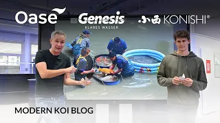 Modern Koi Blog #5877 - Wann sollten im Frühjahr die Teiche gegen Algen aufgesalzen werden?