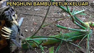 AMAZING KETIKA BAMBU PETUK ASLI MENGELUARKAN KEKUATANNYA