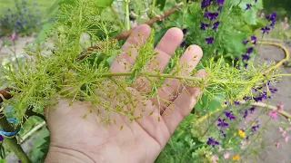 Гіберелін на винограді 🍇 (#Юпітер, #Джой, #Августін, #Кодрянка, #Гарольд, #Коктель, #Нептун та інші)