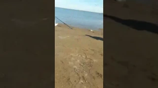 Increíble pesca de gaviota