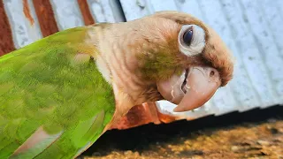 Green Cheek Conure Happy Sounds : My bird sings and walks