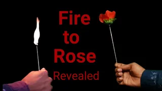 Fire into Rose revealed