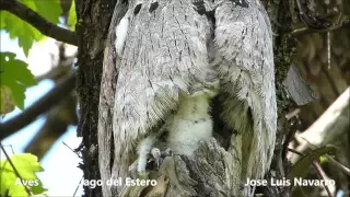 Pichon de 4 dias,de Urutau comun o Kakuy