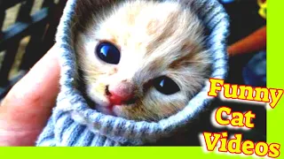 Funny Cats #34 💥 Cute Cat Videos 🐾 Funny Kittens