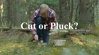 To Cut or to Pluck Trailer-   Coming Soon ONLY here on Mushroom Wonderland.