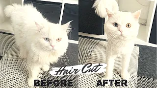 Cat Grooming | Hair Cut | Persian | Snowy