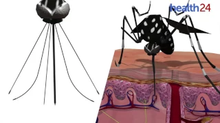 Mosquitoes use six needles to suck blood