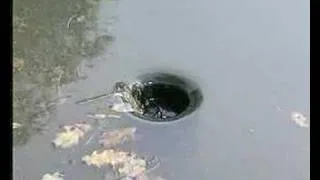 Oase in-pond skimmer (aka AquaSkim)
