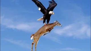 American Eagle Attack  Nat Geo Wild Documentary 2016