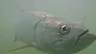 Underwater Tarpon Footage