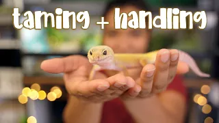 How I TAME and HANDLE my Leopard Gecko