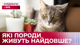 КОТИ-ДОВГОЖИТЕЛІ! Які породи мають найдовшу тривалість життя?