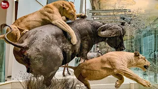 Lions Attack Buffalo in The African Hotel Lobby