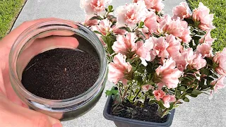 Just 1 glass makes it full of so many flowers (Ugly plants look beautiful)