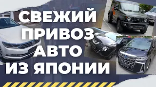 Свежий привоз авто из Японии! Цены! Alphard, Passat, N-BOX, Jimny и др