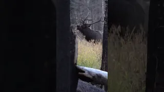 Bull elk - All 3 verification methods in 30 seconds.