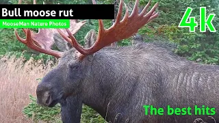 Bull Moose Rut: The Best Hits