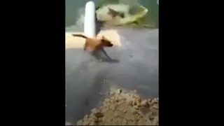 dog gets eaten by crocodile in the river