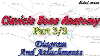 Clavicle Bone Anatomy (Part 3/3) - Diagram