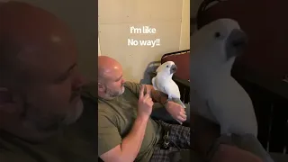 Buster the cockatoo rant/story time with Dad (subtitles)