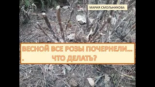 Весной все розы почернели...Что делать ?