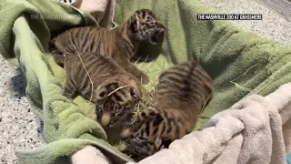 Trio of endangered Sumatran tiger cubs born at Nashville Zoo